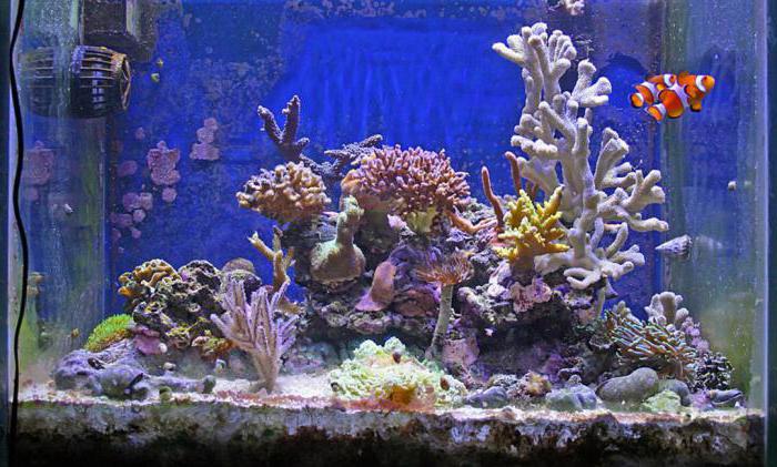 Koristelu akvaarioon: luonnonmateriaalien käyttö ja niiden valmisteluohjeet