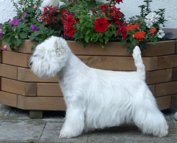 Länsi-Highland White Terrier Photo