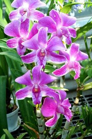 orkidean dendrobiumin lisääntyminen