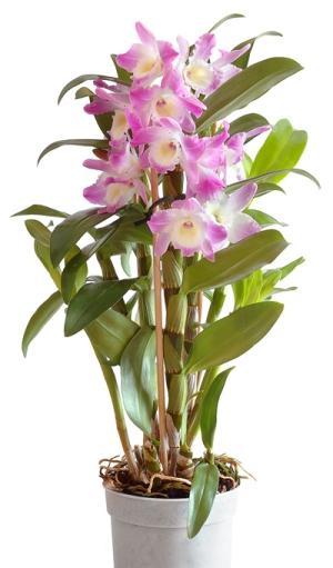 orkidea kotona dendrobium