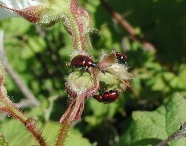 Weevils: miten käsitellä puutarhan tuholaisia