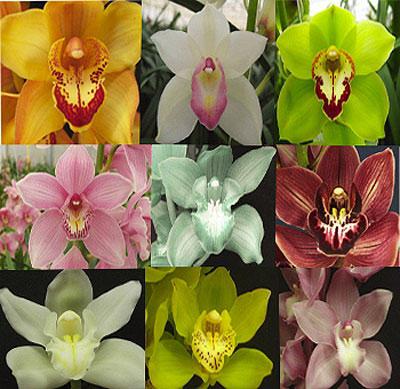 Orkideat cymbidium kotona