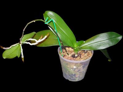 Kerro, kuinka istuttaa orkidea kotona. Jauheiden, pistokkaiden ja juurtuneiden lasten jakaminen