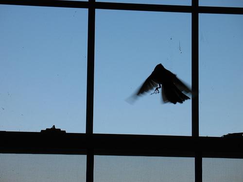 Lintu lensi ikkunaan - hyvä merkki tai huono merkki?