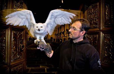 Owl Harry Potter. Mikä oli hänen nimensä?