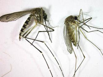 Wildlife: miksi hyttysiä juomaan verta ja miksi he kuolevat?