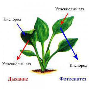 hengitys kasvien lehdissä esiintyy elinten soluissa